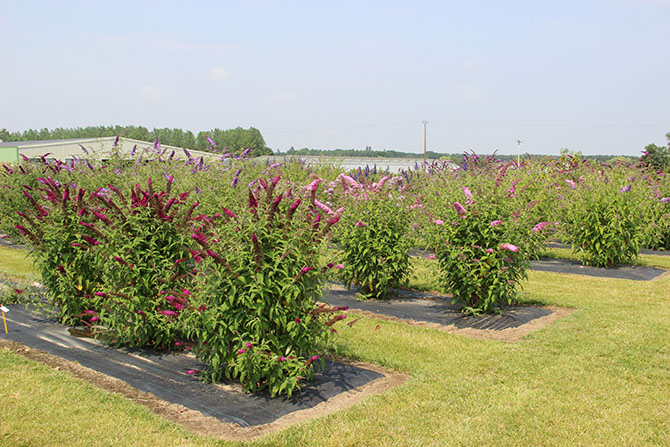 Les sélectionneurs travaillent sur les caractères stériles du Buddleja pour éviter la prolifération de la plante - © A. Cadic